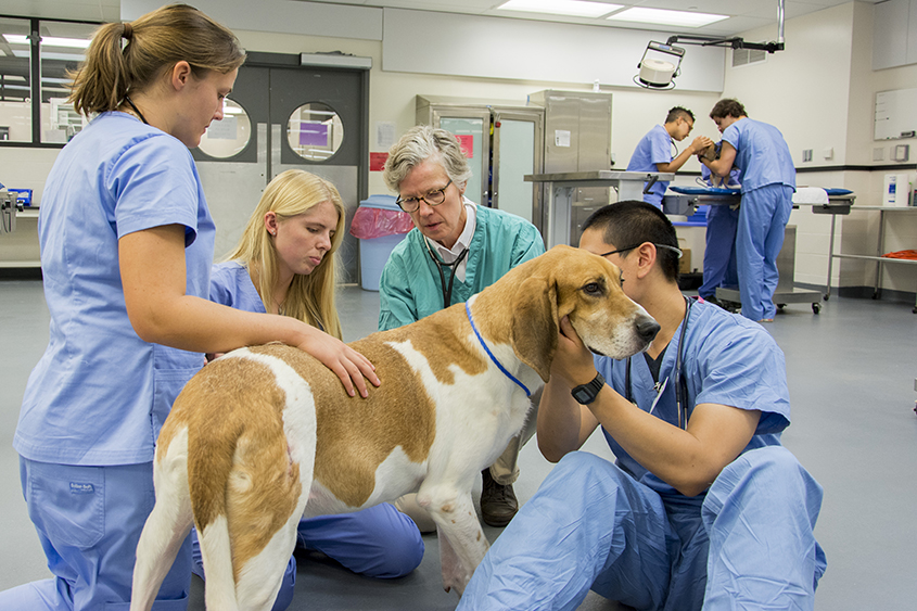 Students in first year canine lab