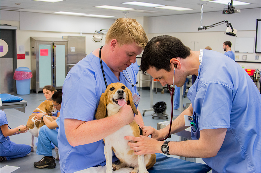First year students in canine lab