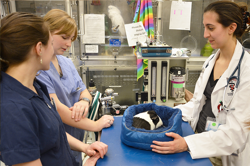 7 Tips For Thriving During Veterinary Clinical Rotations