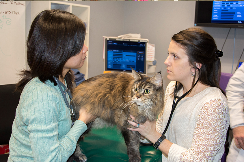 Students listening to a cat's heart 
