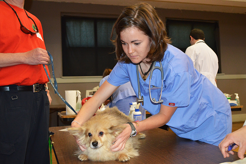 Vet student with small dog