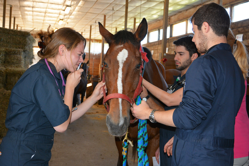 first year equine lab