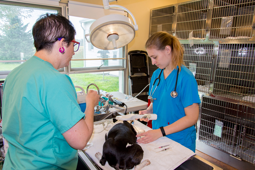 Student assists at a shelter medicine club clinic