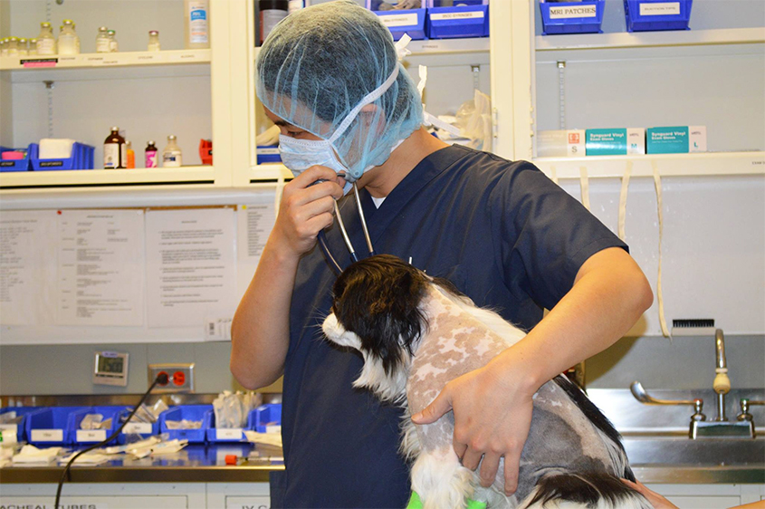 Surgeon with dog