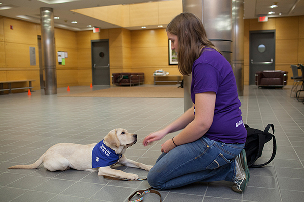 students train guiding eyes puppies