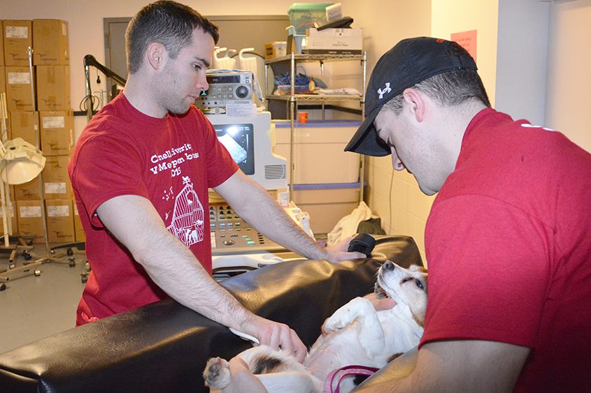 students performing an ultrasound on a dog