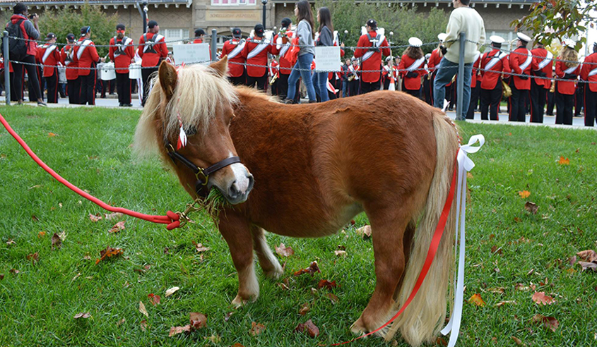 Minnie the horse at Homecoming