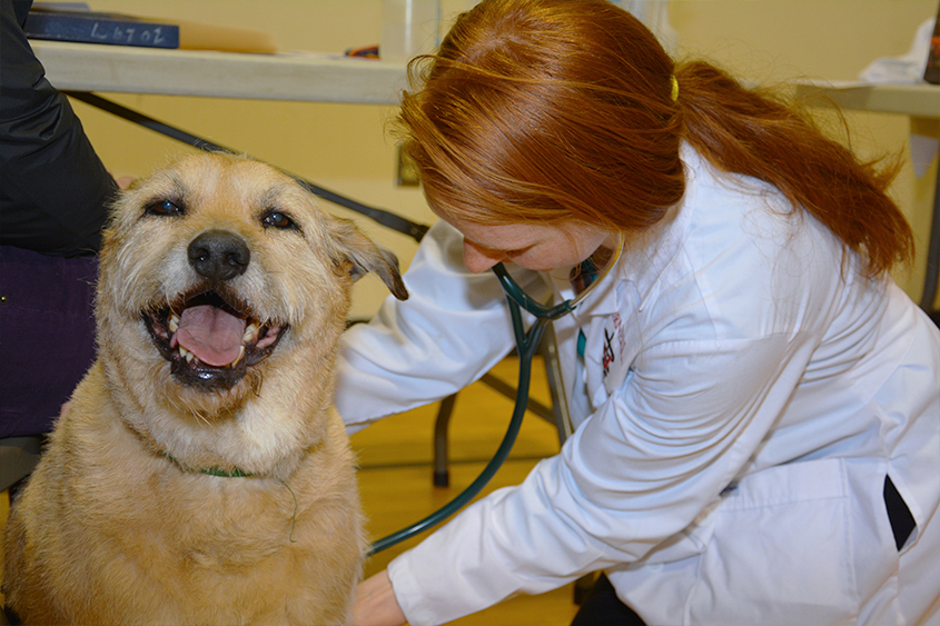 Student examines a dog at the Southside Healthy Pet Clinic