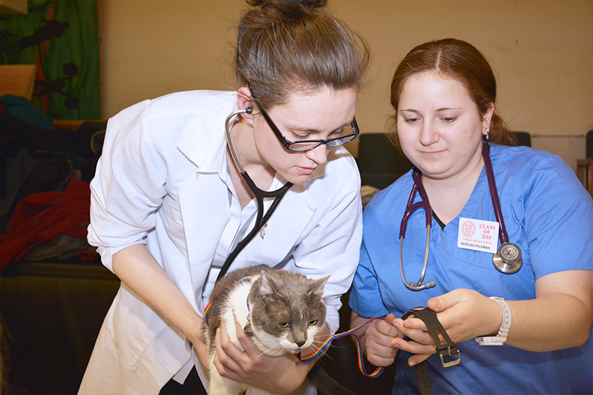 Students examine a cat at Southeside Healthy Pet Clinic