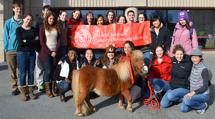 CVM students posing with school mascot "Minnie" the miniature horse