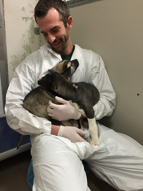 Cornell Veterinary student with shelter dogs