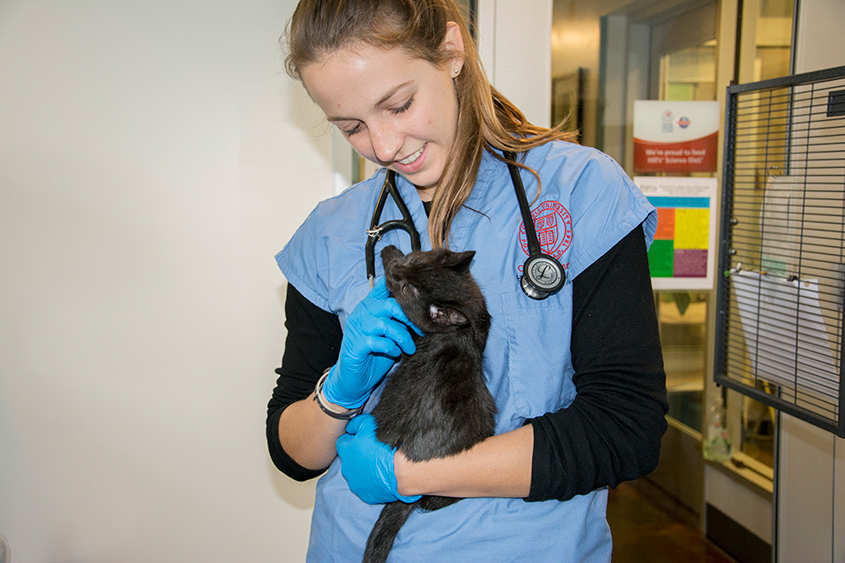 Student with kitten at shelter