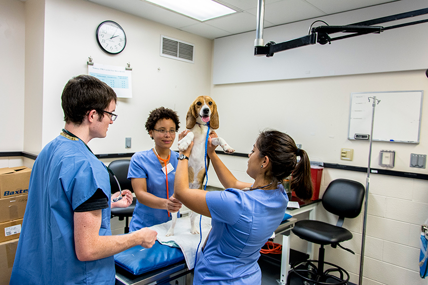 Curriculum | Cornell University College of Veterinary Medicine