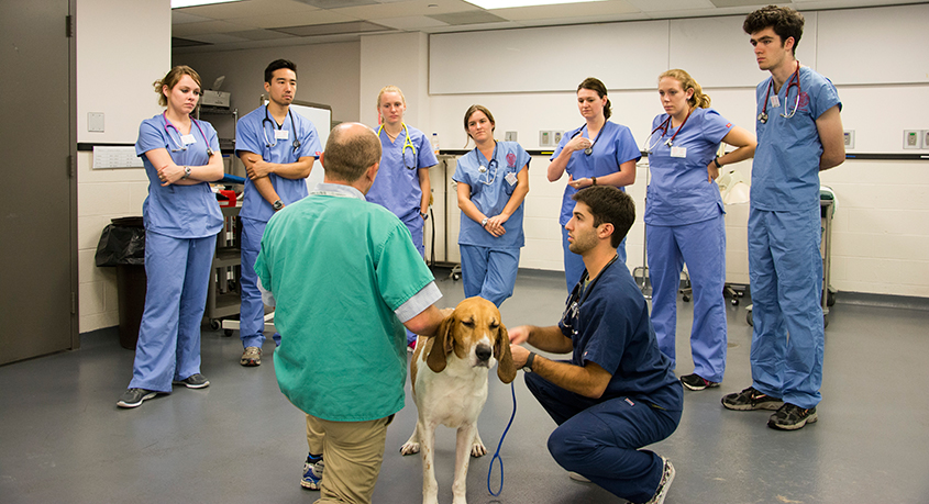 students in canine anatomy lab