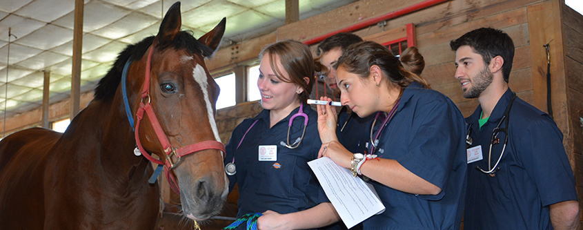 First year students in equine lab