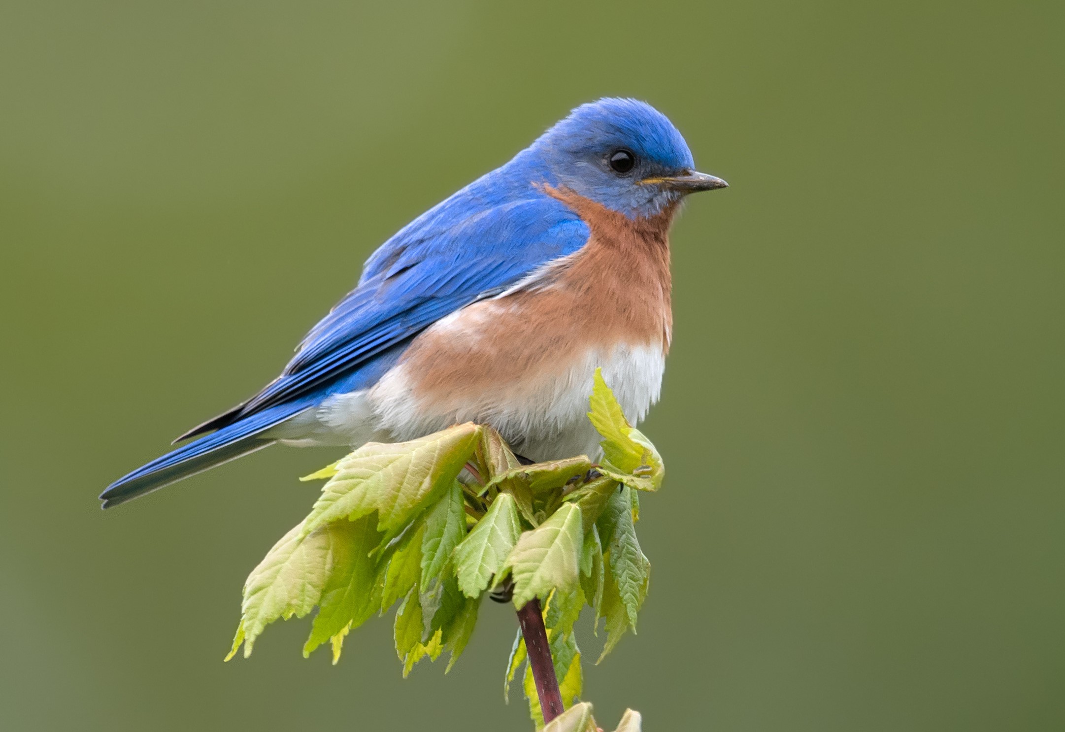Eastern bluebird