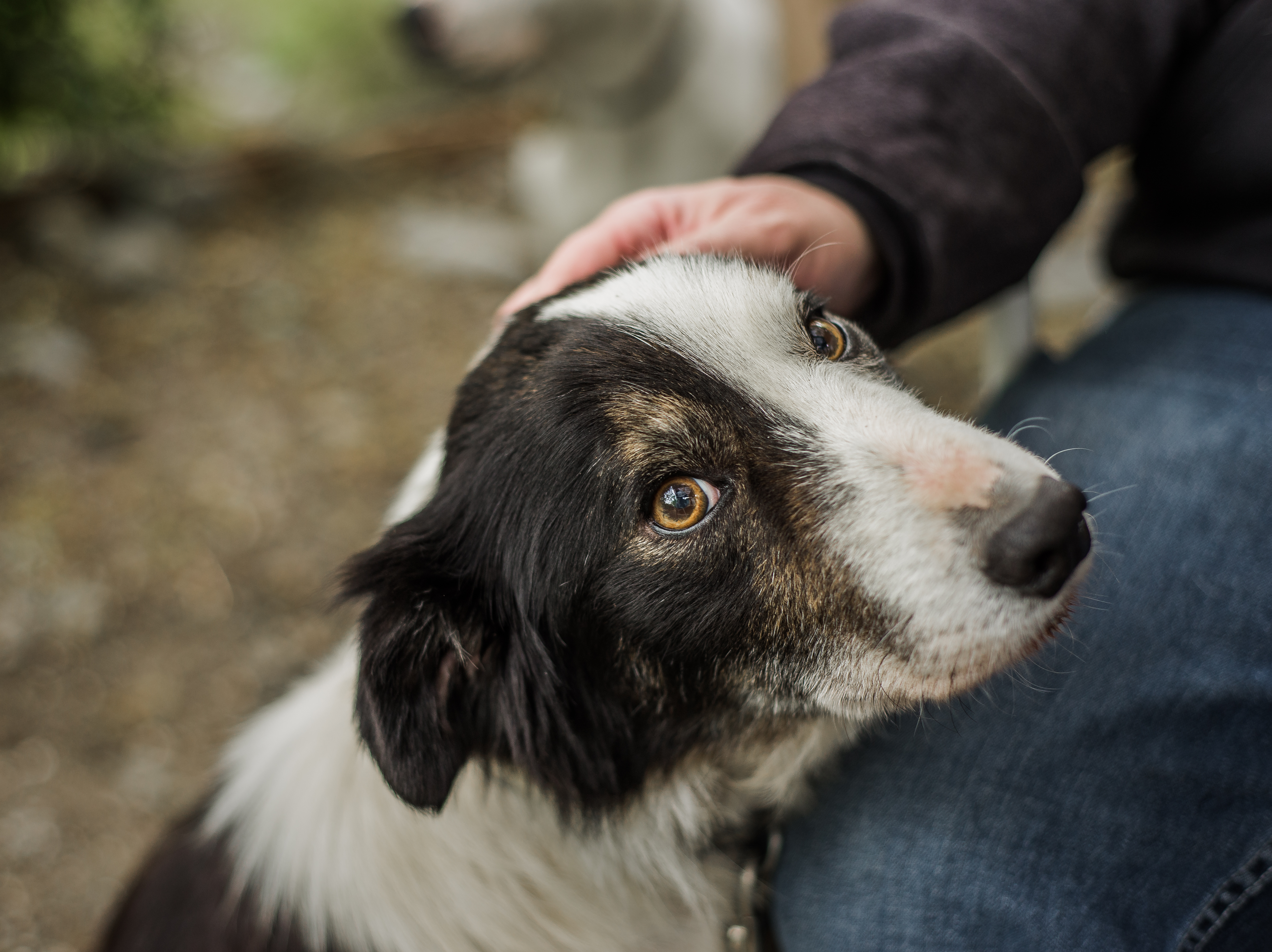 A dark dog leans against its owner with anxiety