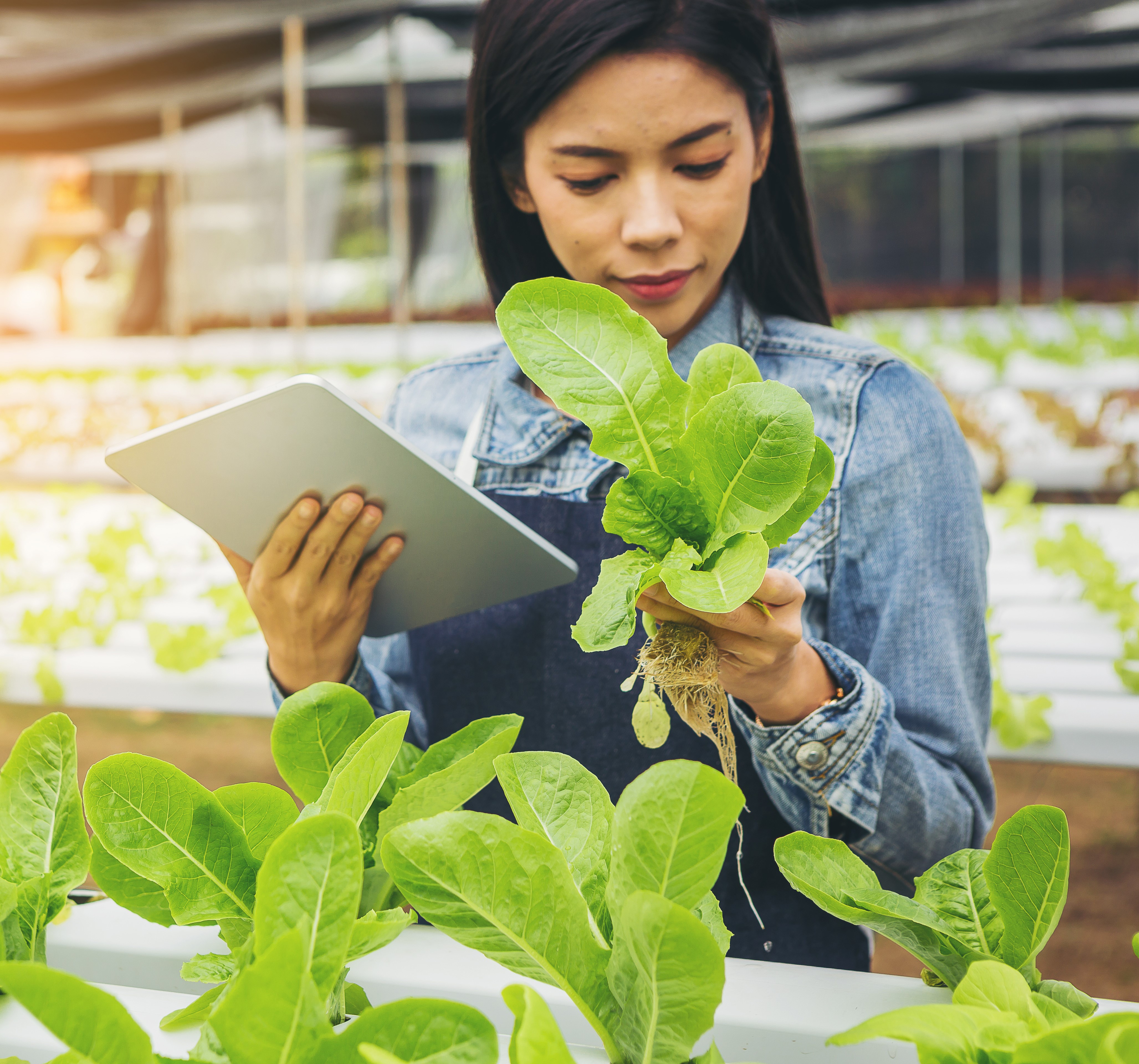 Woman holding tablet while examining hydroponic lettuce