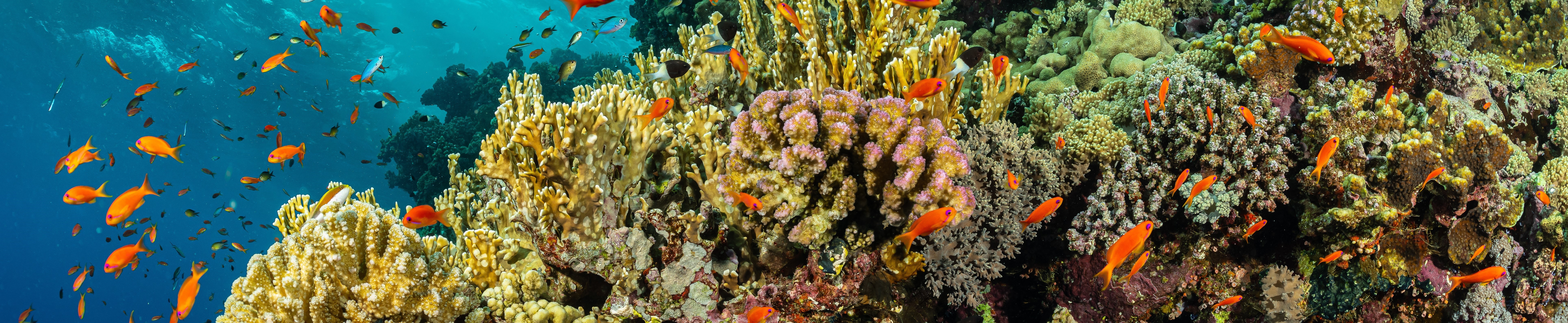 Fish swimming around a coral reef