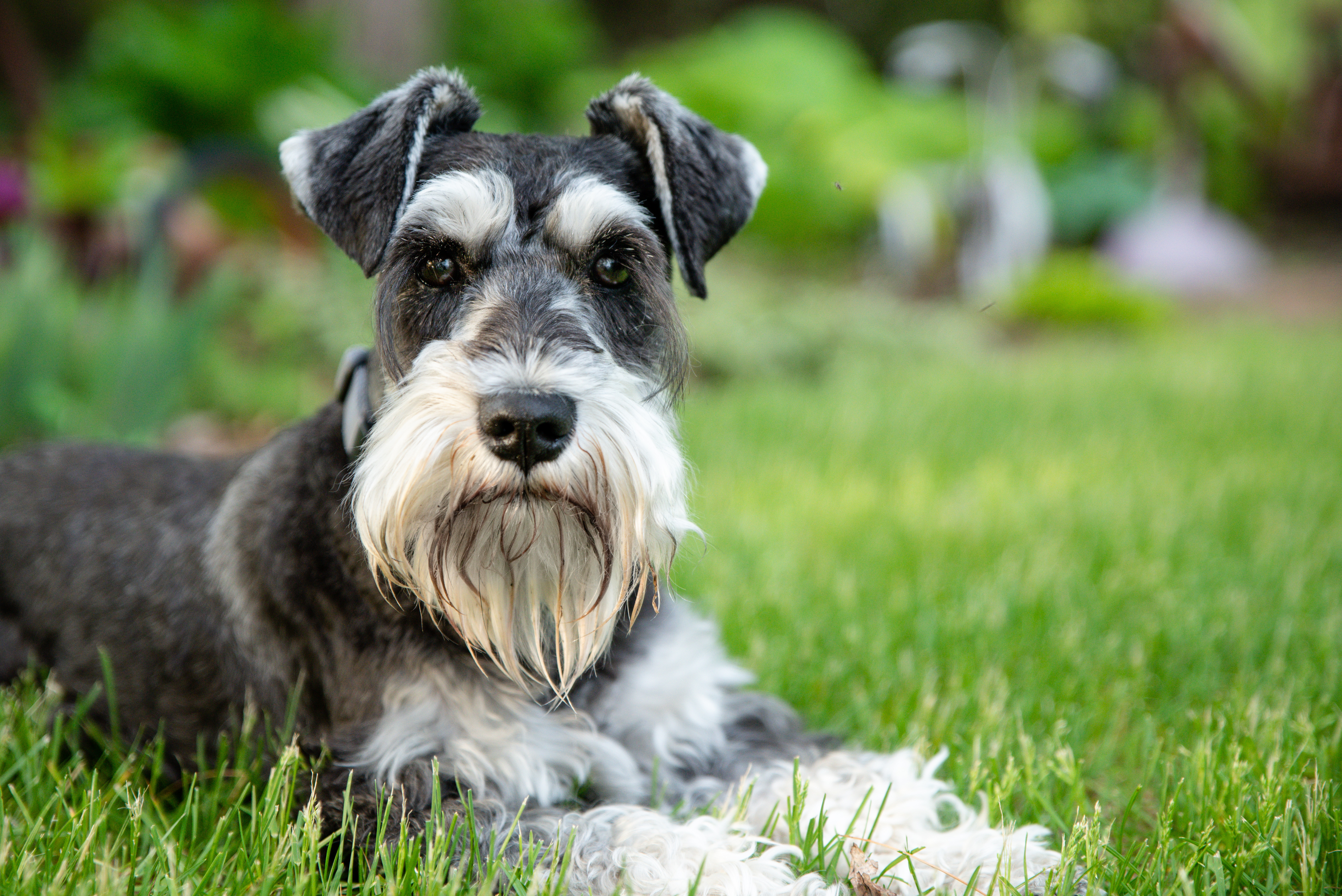 Mini Schnauzer