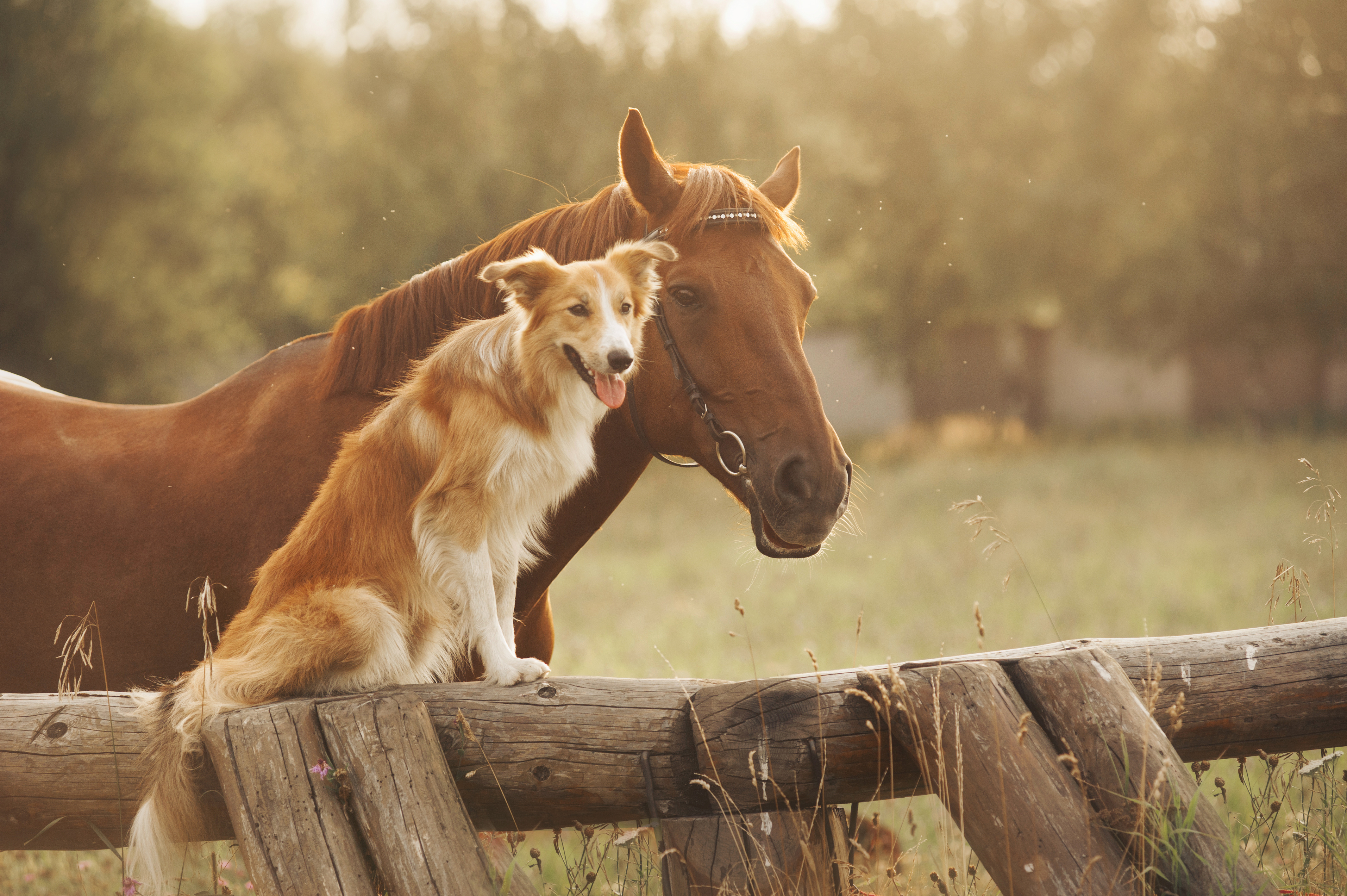 HorseandDog_AdobeStock_51827007.jpeg