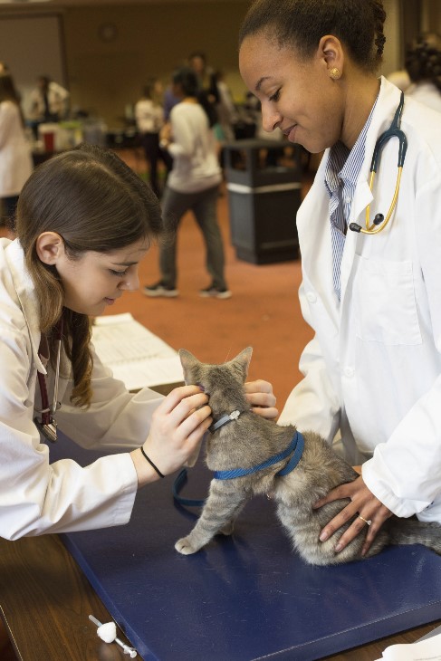 Two vets examining a cat