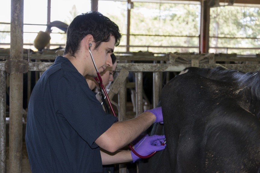 Vet student with cow