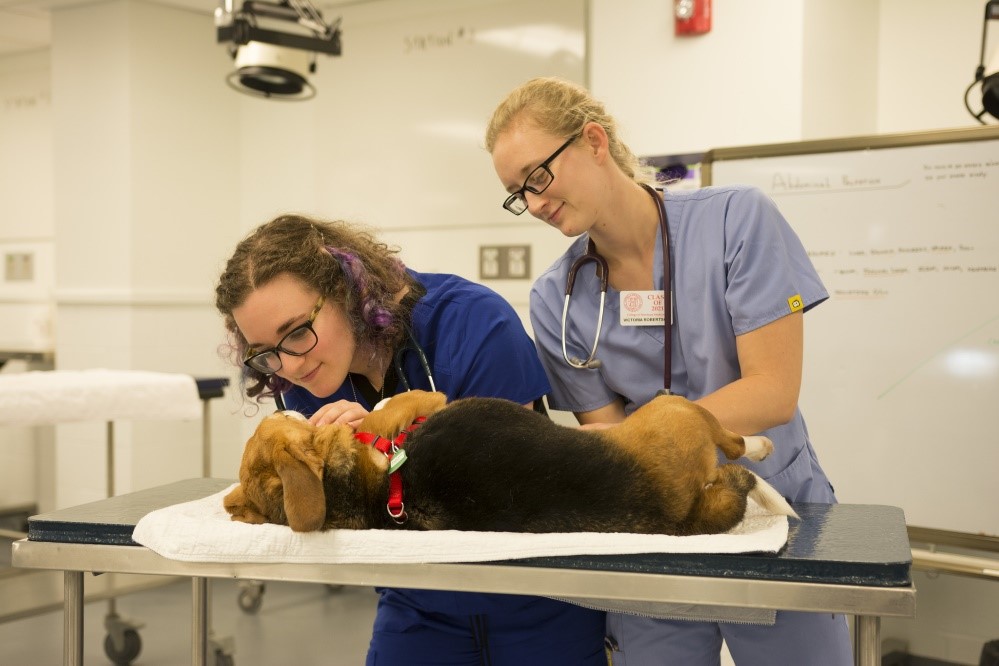 Two vet students tending to a beagle 