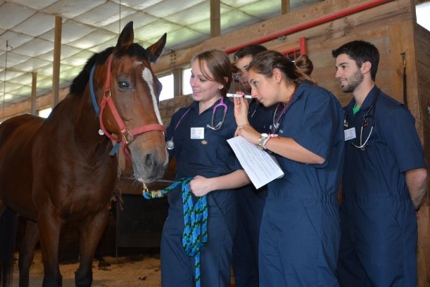 A collection of vet students examining a horse