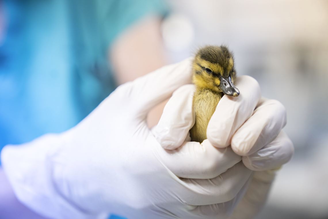 gloved hands holding a duckling