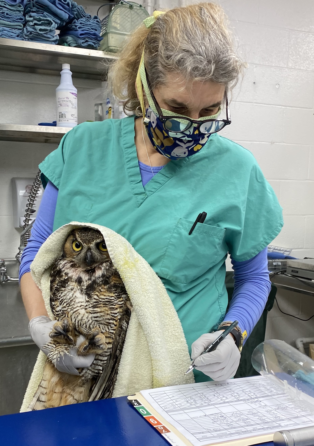A vet tech takes notes while examining an owl