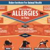 Allergies in Pets Infographic