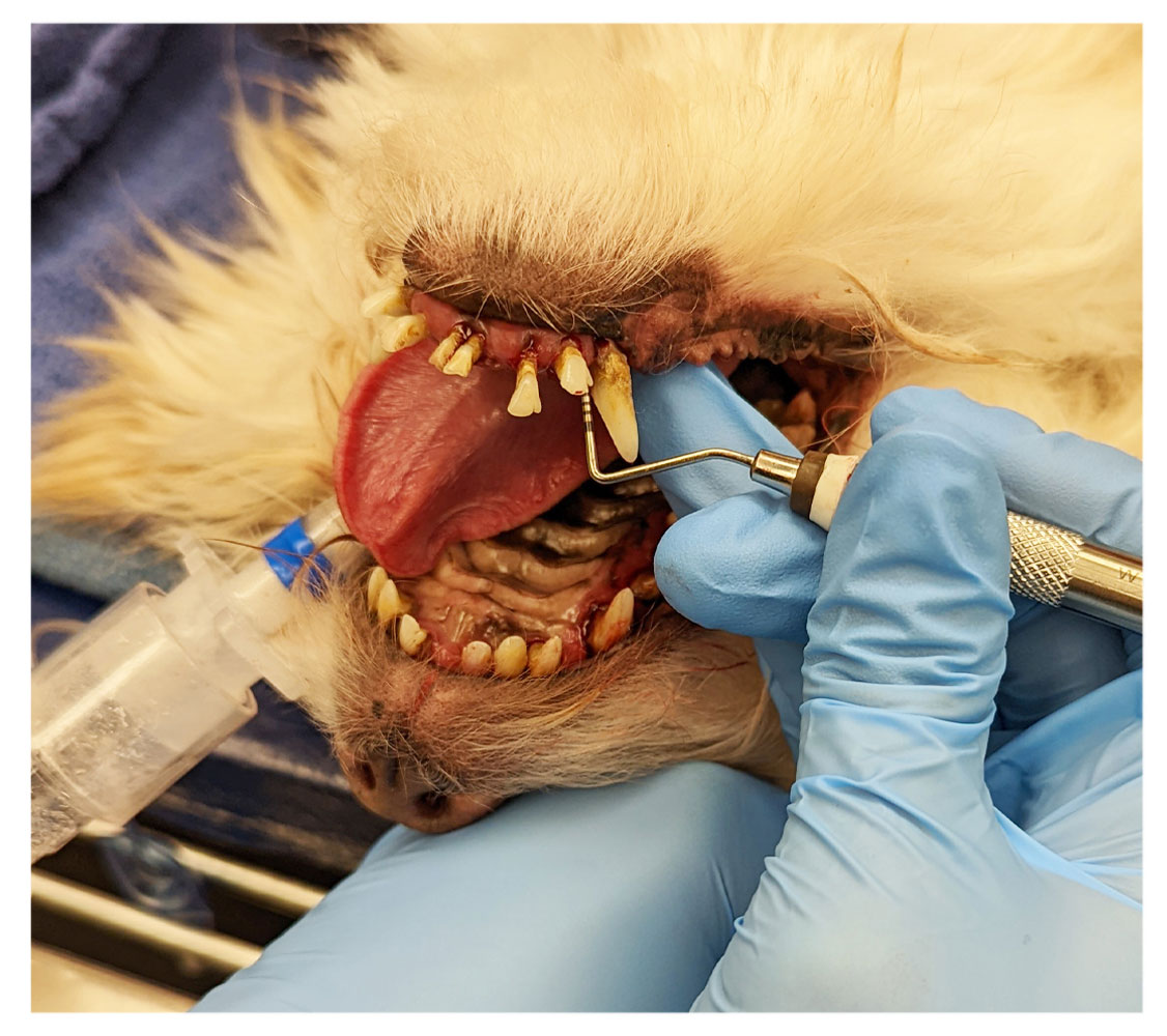 An anesthetized dog in an oral exam