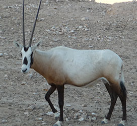 Oryx