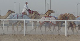 Racing camels