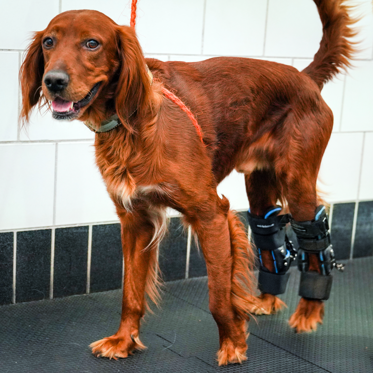 A brown dog wearing braces on its back legs