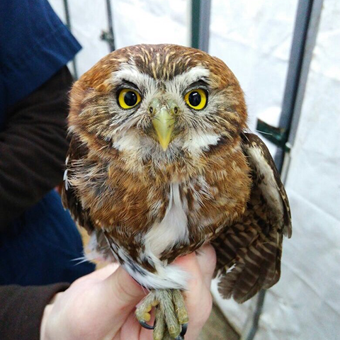 Austral Pygmy Owl