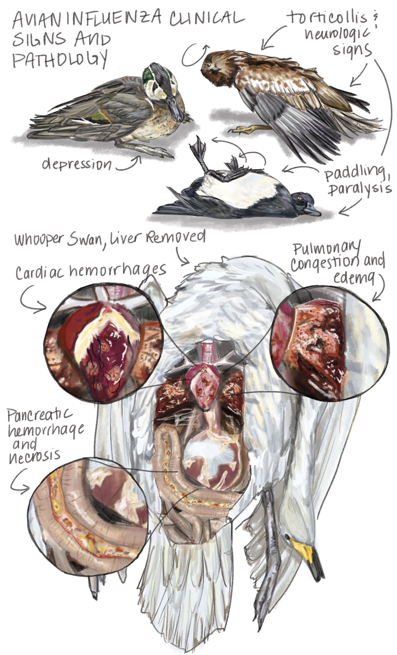 Illustrated pathology of avian influenza