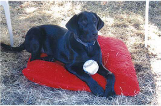 Axel is a 16 month old black lab