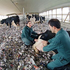 People examining a cow