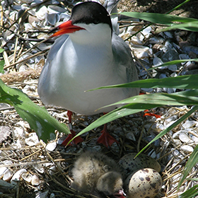 An exotic bird