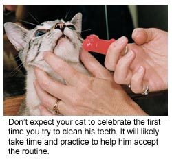 brushing kitties teeth