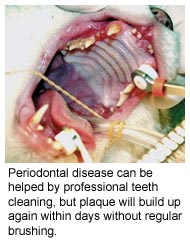 Les dents du chat ont besoin d'être nettoyées