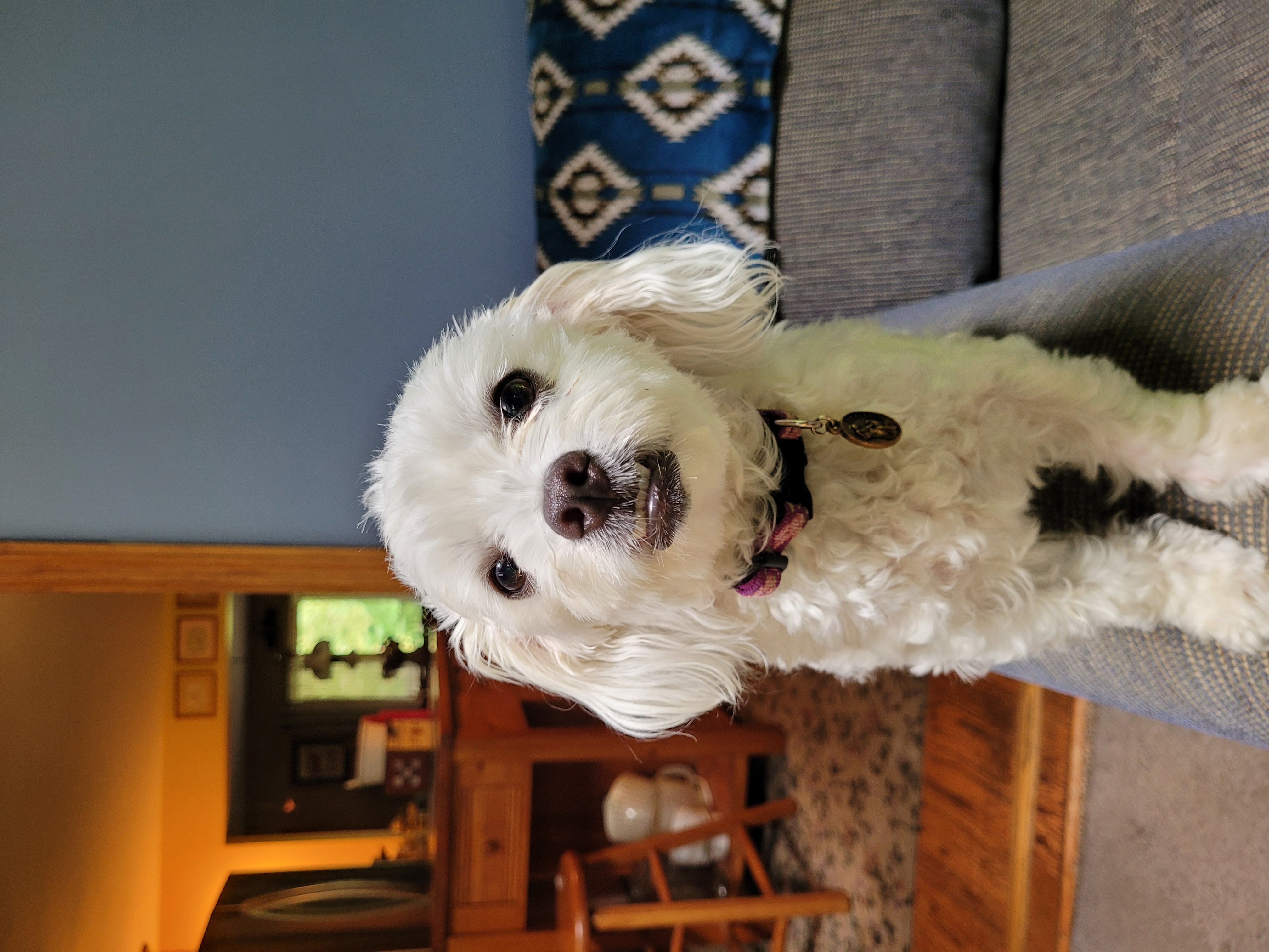 Maltese puppy seated on a couch