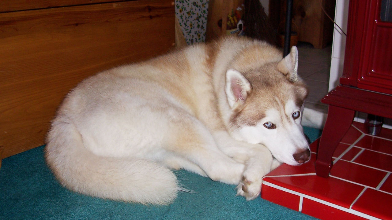 A Siberian Husky curled up