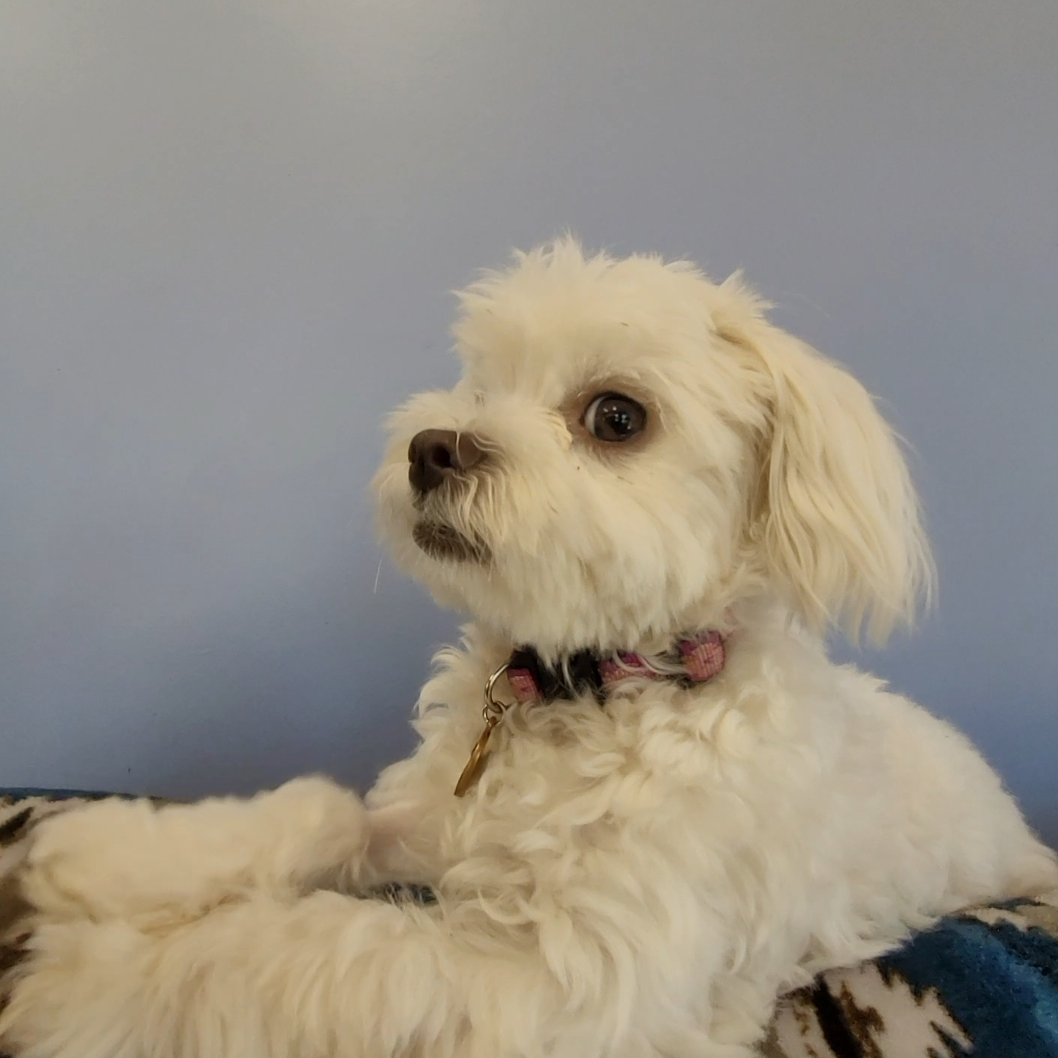 A Maltese puppy gives side-eye to the camera