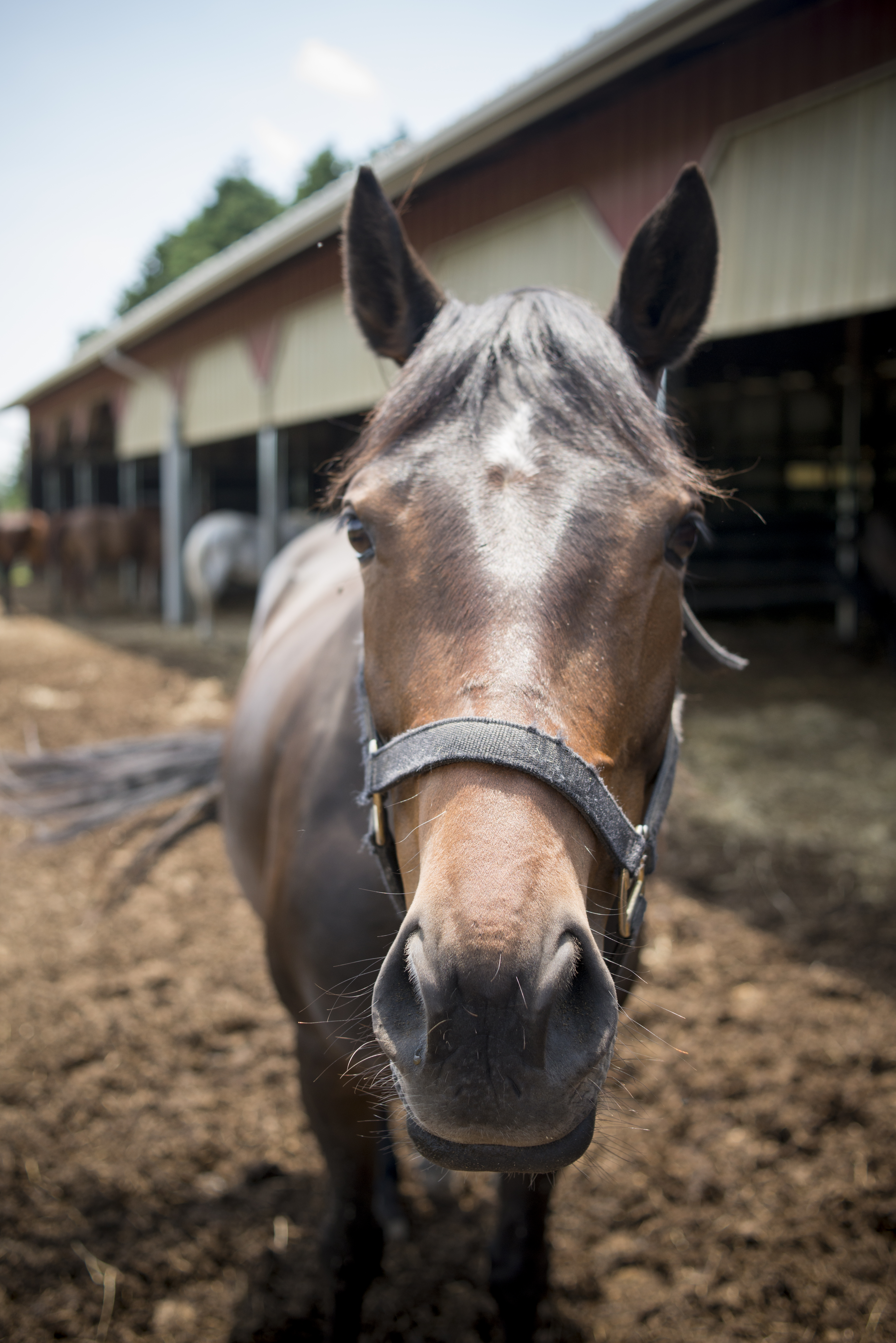 Brown Horse