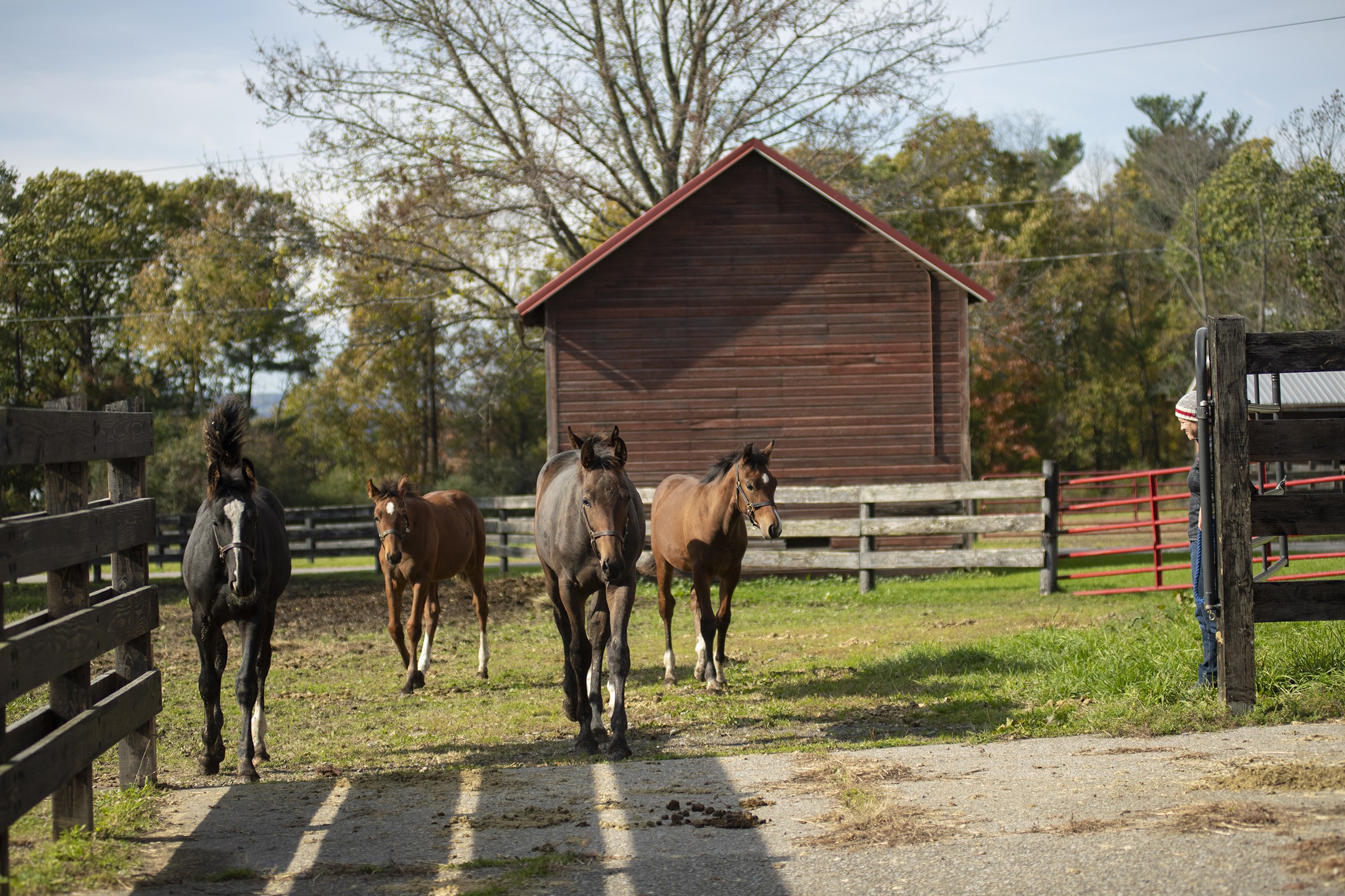 4 Horses in a ranch galloping together
