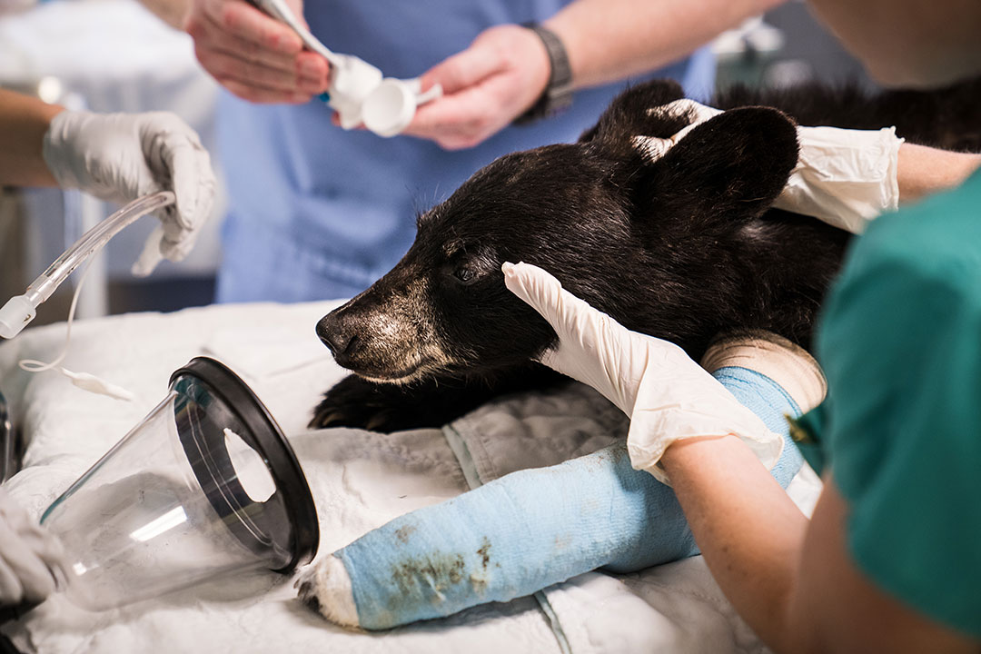 A bear cub after surgery at the CVM wildlife hospital