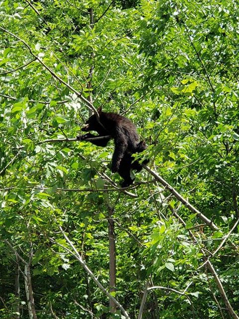 Bear cub on a tree branch